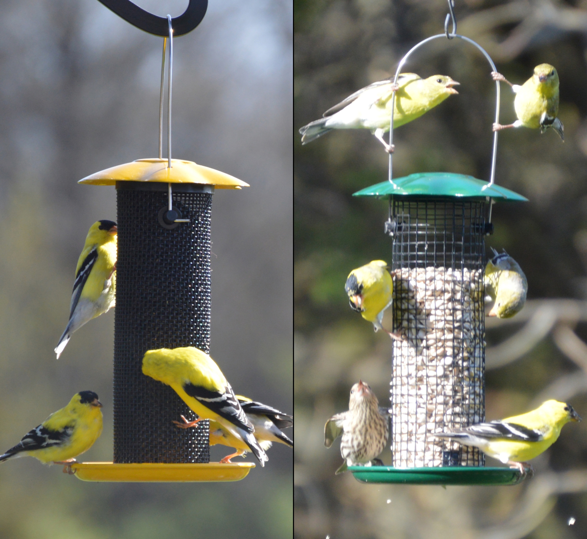 Petite Thistle/Sunflower Feeder Combo Set of 2